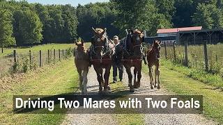 Ralph Rice Drives Mares with Foals Alongside