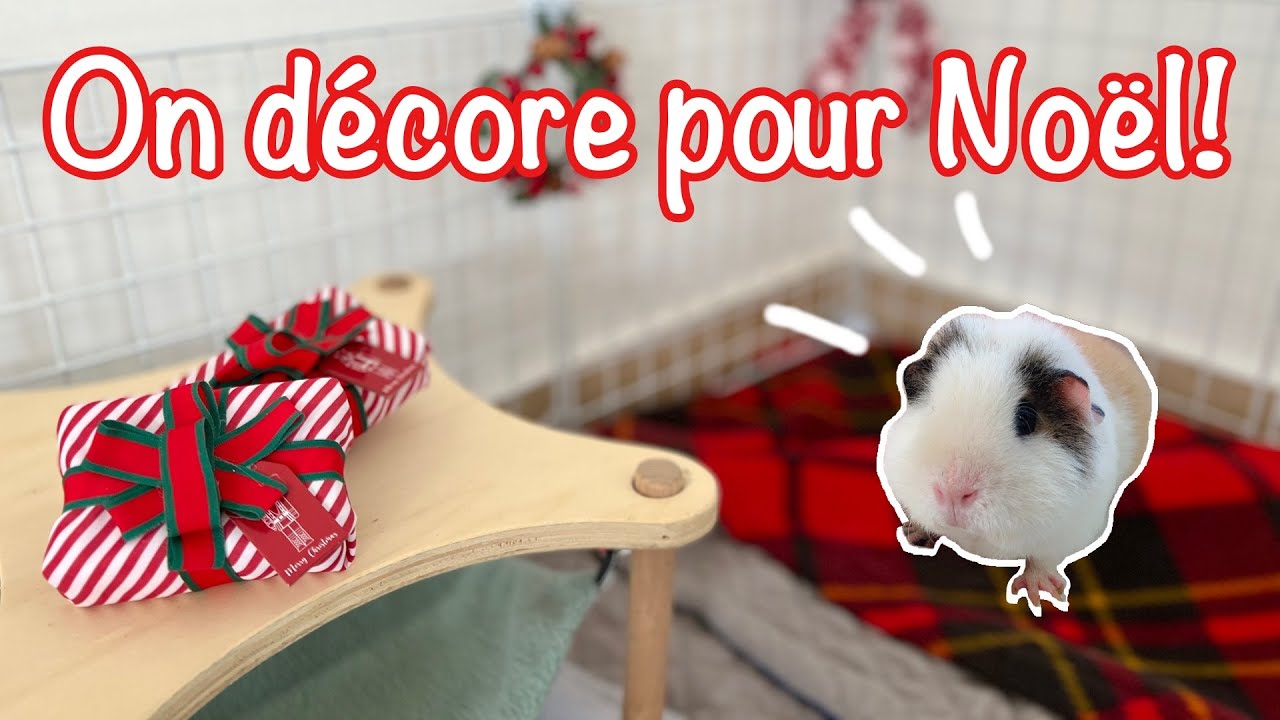 On décore la cage pour Noël et présentation de vos cages! - Cochon d'Inde