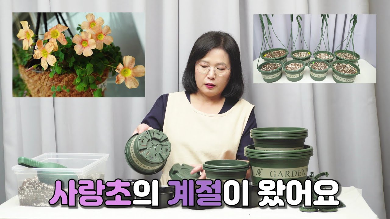 야생화 같은 꽃 사랑초(Oxalis) 구근 심어야 하지요? 구근 심기, 용토 구성, 재배