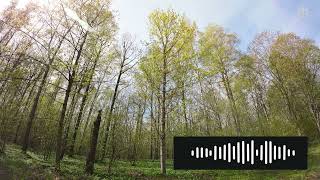 Forest Birdsong  Relaxing Nature Sounds