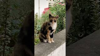 Beni Sevmen Çin Sana Böyle Bakıcam I