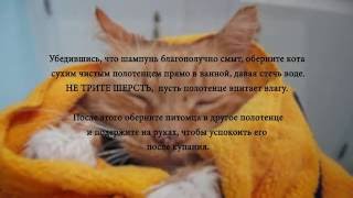 Как правильно искупать кота? Как правильно искупать кота?