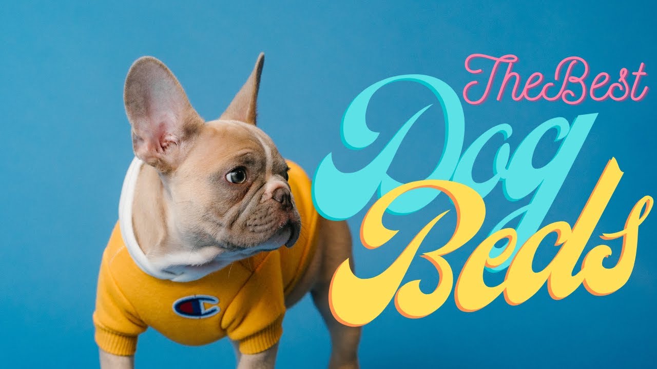 10 Most LUXURIOUS Dog Beds YouTube