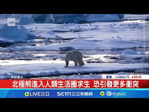 地球暖化加速海冰融化 加國北極熊2030年恐滅絕 海冰融解加劇地球暖化 北極熊生態岌岌可危｜記者 蔡孟廷｜【全球關鍵字】20240801│三立iNEWS