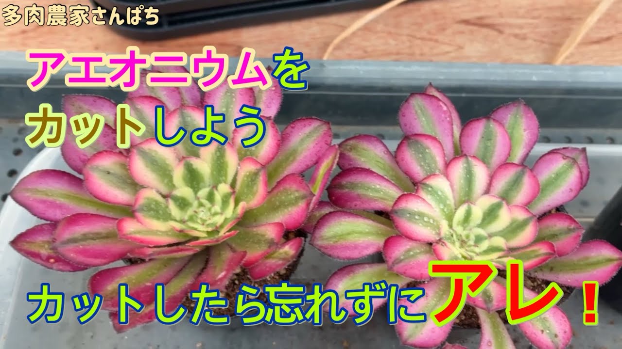 ツアー　4カット　アエオニウム Succulents] [Cut your Aeonium! Don't forget to do that after