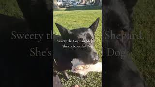 Sweety is visiting the Ranch. Taking a break from her K-9 duties