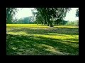 Parking a Drive on Hole 9 for the Birdie At Huntington Beach Disc Golf Course. Discraft z Force.