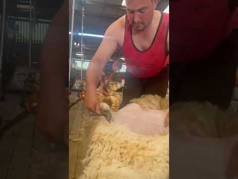 Shearing 2023 advanced