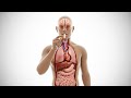 What Happens When You Take Paracetamol? | Inside the Body