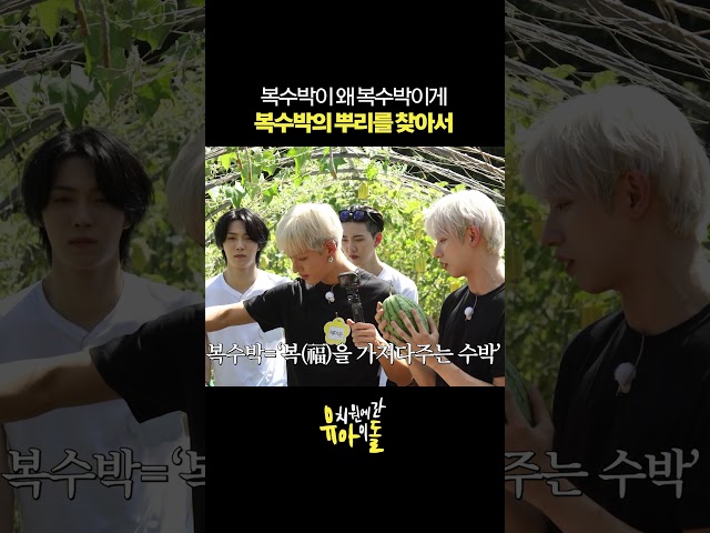 복수박의 뿌리를 찾아서 #shorts