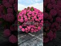 Beauty of Hydrangea Flower 🌸 Nature’s Perfect Bloom