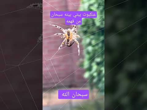 عنكبوت يبني بيت