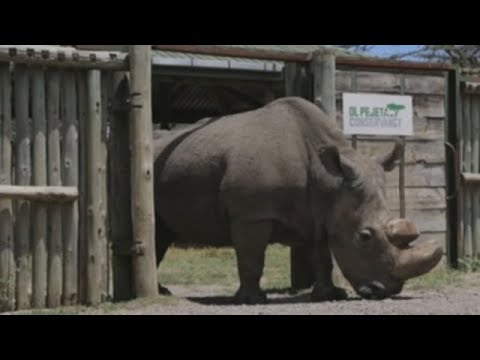 Vídeo: Este Es El último Rinoceronte Blanco Del Norte Macho Que Queda En La Tierra