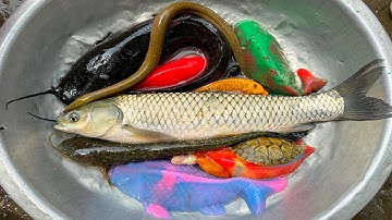 Kem Chanel lái công nông bắt cá trong chum có cá chép màu sắc, cá trê, cá trắm, cá vàng, con rùa