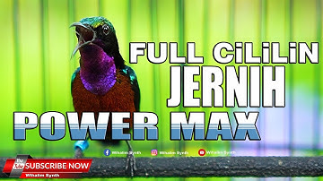 KONIN GACOR FULL ISIAN CILILIN JERNIH PANJANG - POWER MAX - COCOK UNTUK MASTERAN KOLIBRI NINJA !!