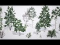 Quixel Megaplants in UE 5 7   Full Workflow Tutorial for PVE Procedural Vegetation Editor