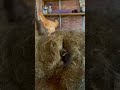 Kitten vs chicken #shorts #homestead #homesteading #farm