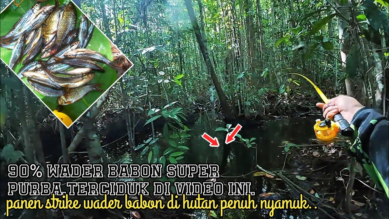 🔴PANEN STRIKE WADER BABON SUPER PURBA,DIHUTAN PENUH NYAMUK,90% STIKE WADER PURBA ||🍃 #microfishing 
