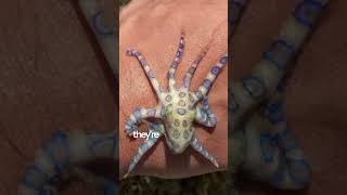 This Tiny Animal Can Kill You in Minutes