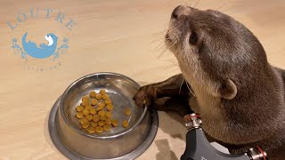 【カワウソ】ASMR～おあげの咀嚼音～　Otter  ASMR～Oage♥chewing sounds
