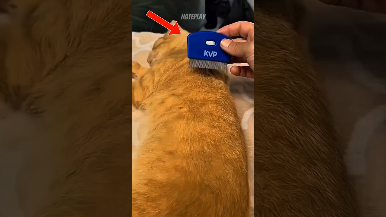 Look Closer at This Cat’s Fur