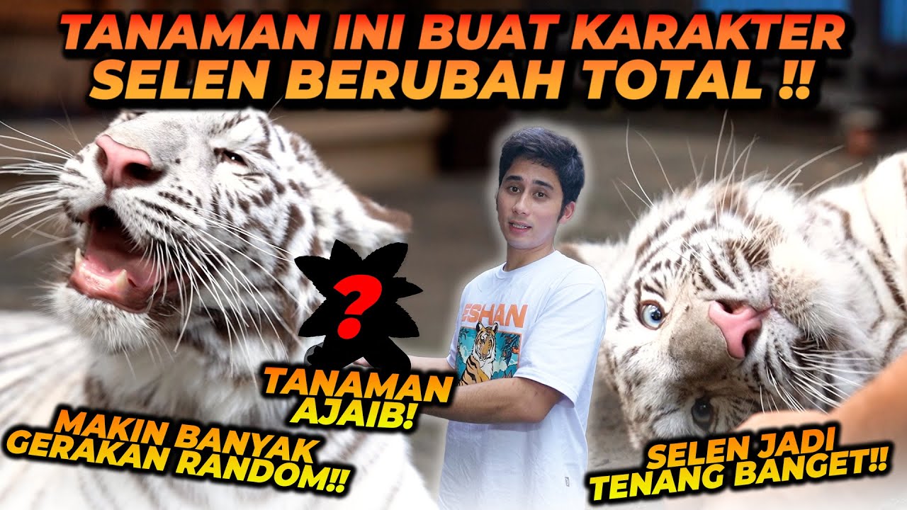 ALSHAD KASIH TANAMAN INI KE SELEN ! KARAKTER SELEN LANGSUNG BERUBAH !?