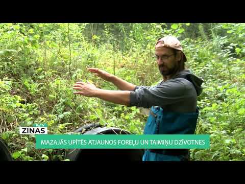 Video: Mazāk Lielu Zivju Jūrā, Saka Zinātnieki