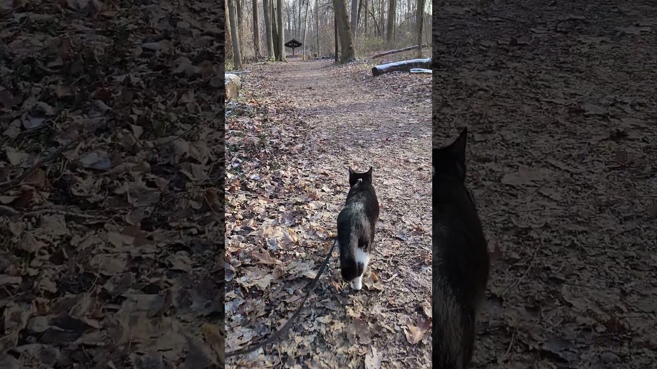 Walk 12.13.24 | A Walk With Camina XX | Hills & Dales 