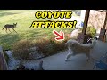 Giant guard dog chases coyote away after attack caught on google nest cam