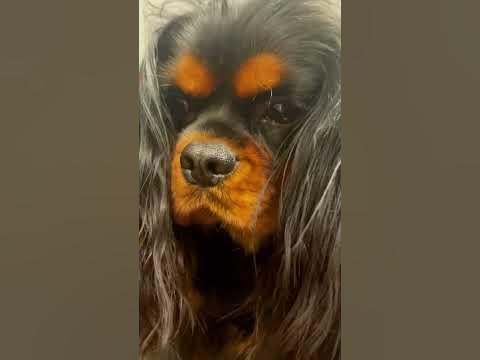 Белорусская ушастая овчарка #собака - YouTube