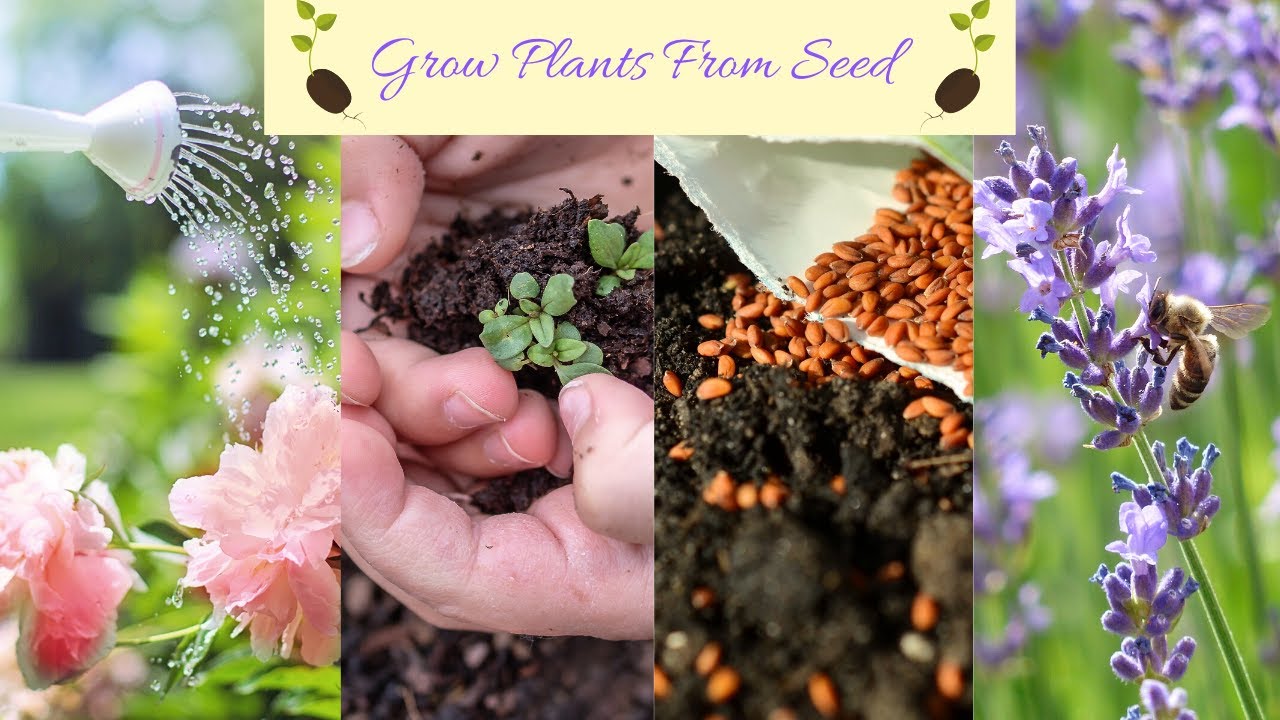 Grow Plants From Seed YouTube