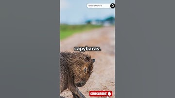 Capybara 🦫 The Friendliest Creature on Earth!