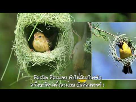 ทอฝัน : สินจัย หงษ์ไทย