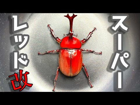 After six years of carefully selecting and breeding red beetles