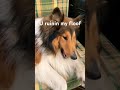 Dog Brush Time Drama #shorts #funny #cute #pets #dog #funnypets #doggo #doghumor #funnydog #cutedog