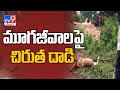 Leopard spotted again in Rajendranagar, kills calf