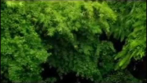Beautiful voice ... تلاوة  رائعة بصوت جميل