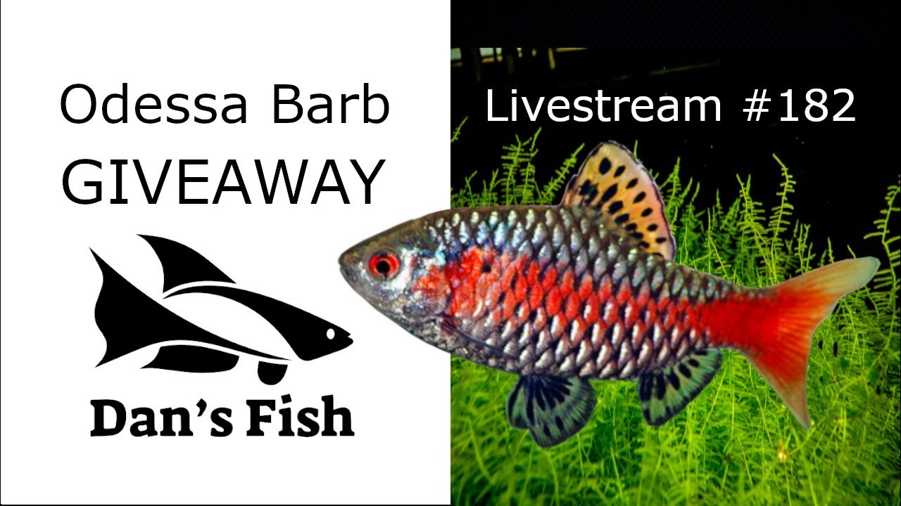 Odessa Barb (Greg Sage Strain) Giveaway - Ep. 182