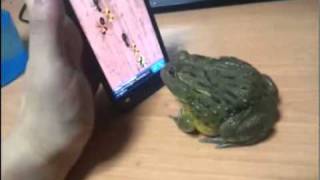 Bullfrog Plays Bug Game on Phone