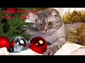 Pookie doodle puppys christmas party  childrens christmas songs 1