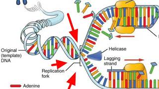 Replication To Translation