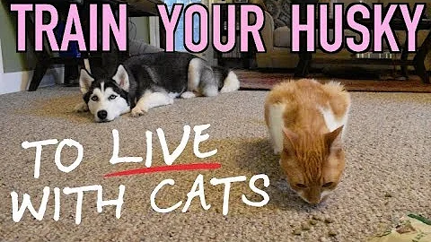 Video 1636991: siberian cat living, cat training