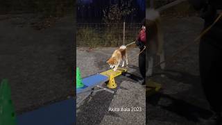 Akita Inu agility training