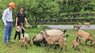 Download Lagu Mother and son sold the pineapple garden for money, the engineer took them to buy a herd of goats MP3 Download Lagu Mother and son sold the pineapple garden for money, the engineer took them to buy a herd of goats MP3