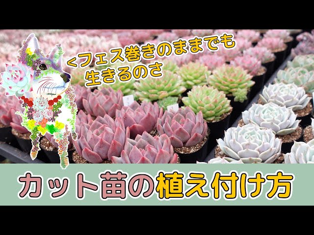 I bought some succulent cuttings, but what should I do? For