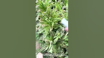 Remove the lettuce leaves