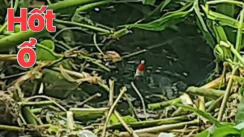 Câu Cá Rô đồng, bất ngờ đụng bầy cá ăn liên tục một chỗ một ngây đám lục Bình.