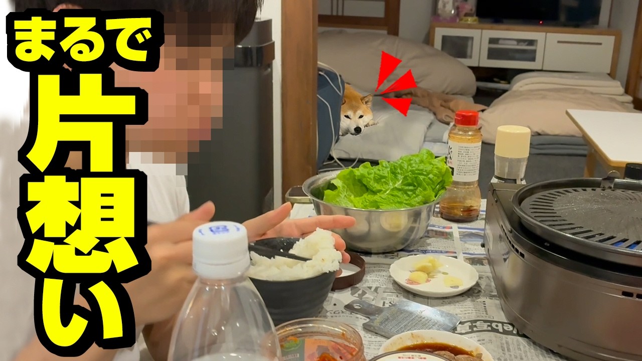 こっそり兄を見つめる柴犬がまるで片思いの乙女すぎました