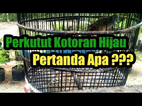 Video: Apakah warna ungu kekelabuan?