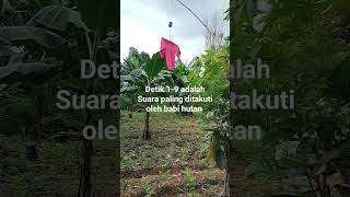 Alat pengusir babi hutan